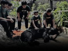สวนสัตว์พาต้า แจ้งข่าวเศร้า “ปู่ดำเงา” ปิดตำนานหมีควายอายุยืนมากที่สุดในไทย