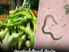 ผักสดที่กินดิบอาจเสี่ยงพยาธิ! รู้วิธีล้างและเตรียมผักให้ปลอดภัยก่อนรับประทาน