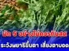หมอเจด เตือน ผัก 5 อย่างไม่ควรกินสด ระวังพยาธิขึ้นตา เสี่ยงตาบอด