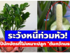 ระวังหนี้ท่วมหัว! 4 ปีนักษัตรที่ไม่เหมาะปลูก “ต้นกวักมรกต”