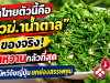ผักไทยตัวนี้คือ “ตัวฆ่.าน้ำตาล” ของจริง! เบาหวานกลัวที่สุด นักวิจัยญี่ปุ่นยกย่องสรรพคุณ