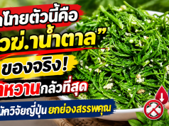 ผักไทยตัวนี้คือ “ตัวฆ่.าน้ำตาล” ของจริง! เบาหวานกลัวที่สุด นักวิจัยญี่ปุ่นยกย่องสรรพคุณ